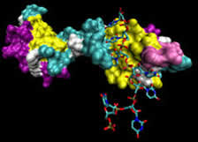 Polypyrimidine Tract binding Protei